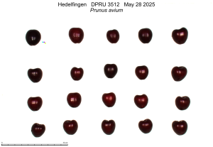 Click for 3 image(s) for this accession. FRUIT